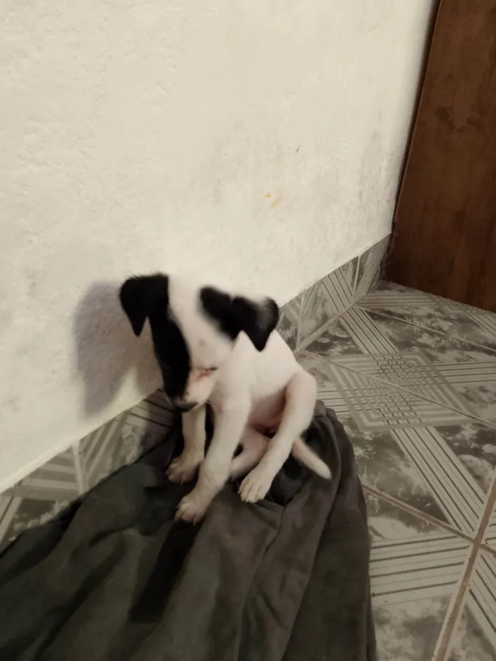 Cachorro ra a SRD-ViraLata idade Abaixo de 2 meses nome Cacau 