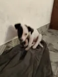 Cachorro ra a SRD-ViraLata idade Abaixo de 2 meses nome Cacau 