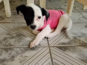 Cachorro raça SRD-ViraLata idade Abaixo de 2 meses nome Cacau 