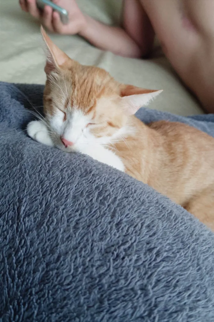 Gato ra a SRD-ViraLata idade 7 a 11 meses nome Cersei