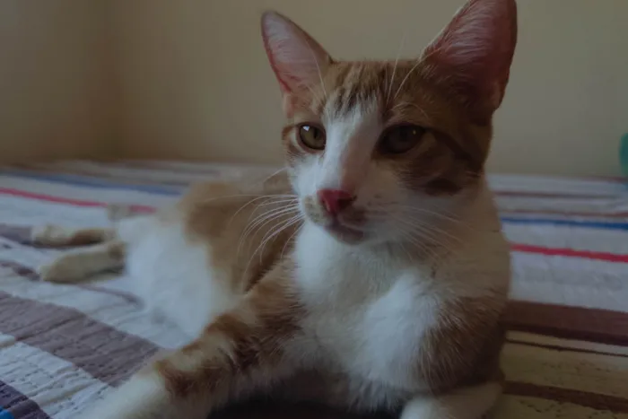 Gato ra a SRD-ViraLata idade 7 a 11 meses nome Cersei