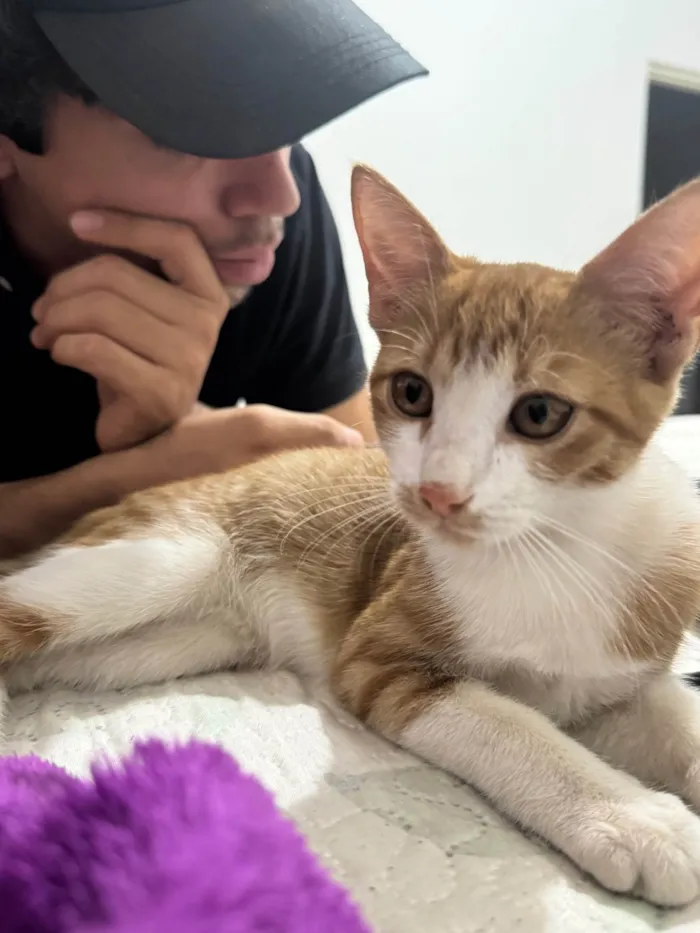 Gato ra a SRD-ViraLata idade 7 a 11 meses nome Cersei