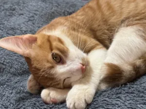 Gato ra a SRD-ViraLata idade 7 a 11 meses nome Cersei