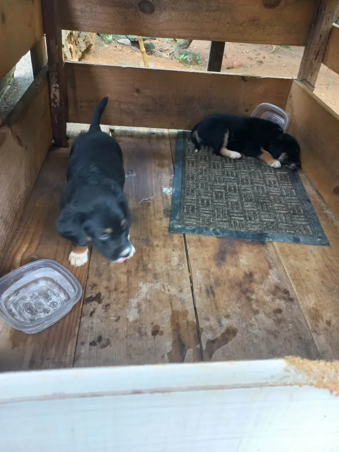 Cachorro ra a SRD-ViraLata idade Abaixo de 2 meses nome Ainda sem nome 