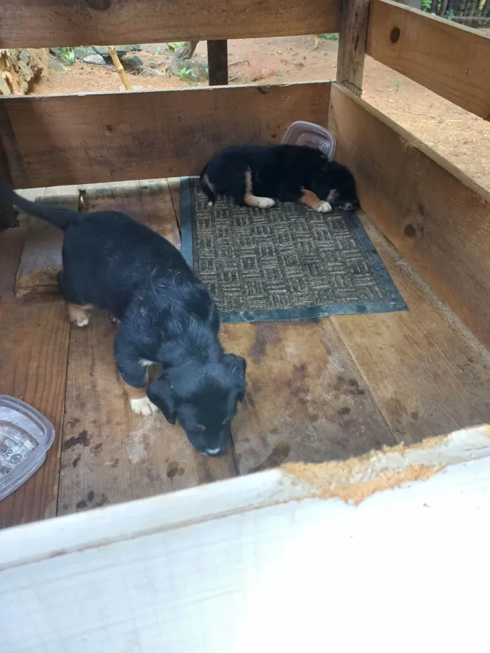 Cachorro ra a SRD-ViraLata idade Abaixo de 2 meses nome Ainda sem nome 