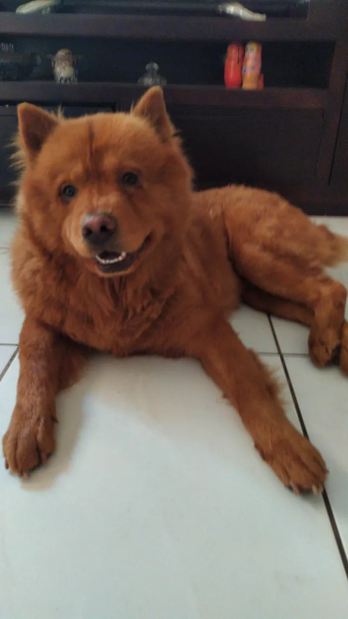Cachorro ra a Chow Chow idade 6 ou mais anos nome Ronaldo
