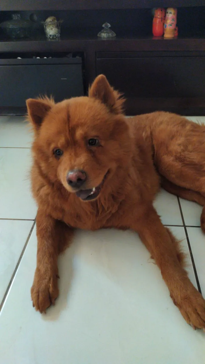 Cachorro ra a Chow Chow idade 6 ou mais anos nome Ronaldo