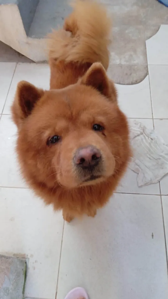 Cachorro ra a Chow Chow idade 6 ou mais anos nome Ronaldo