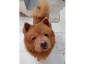 Cachorro raça Chow Chow idade 6 ou mais anos nome Ronaldo