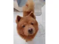 Cachorro ra a Chow Chow idade 6 ou mais anos nome Ronaldo
