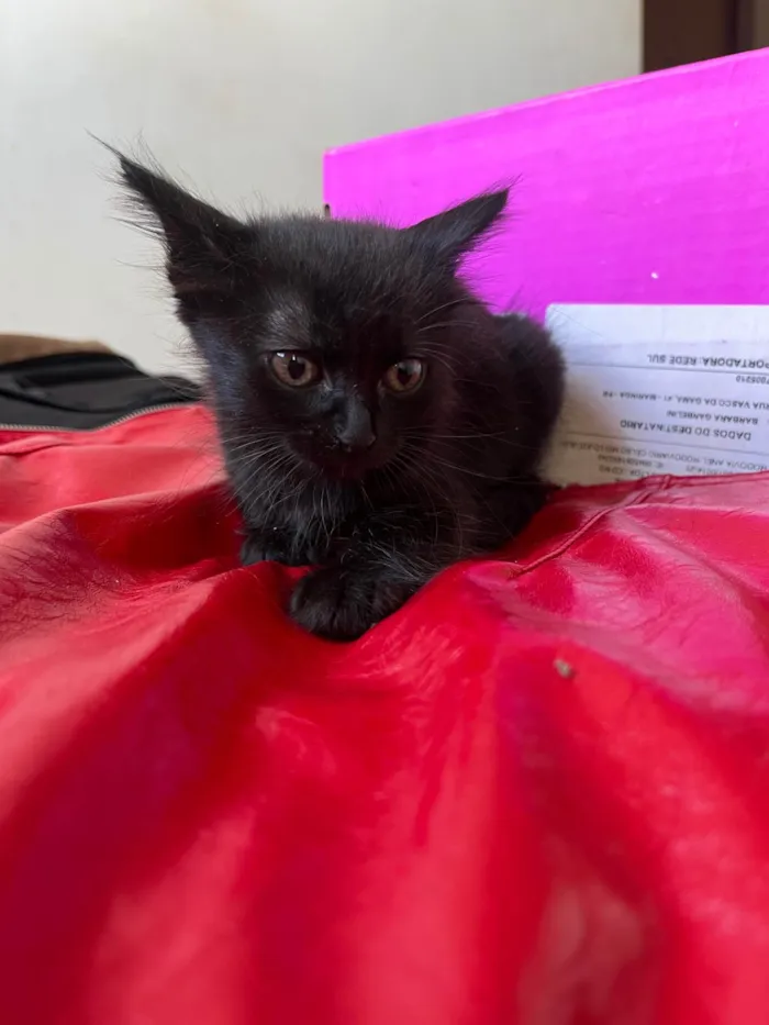 Gato ra a SRD-ViraLata idade Abaixo de 2 meses nome Gatinhos