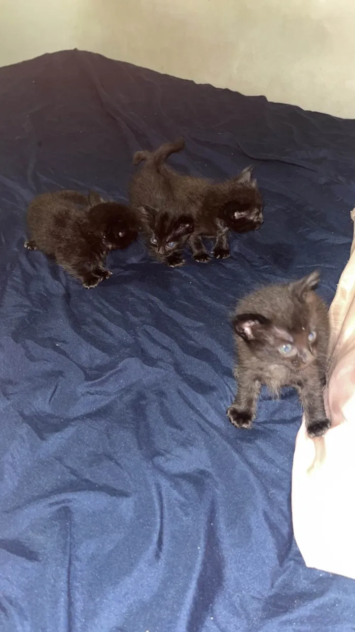 Gato ra a SRD-ViraLata idade Abaixo de 2 meses nome Gatinhos