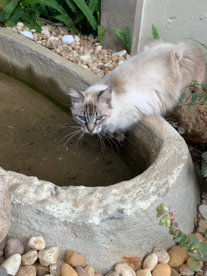 Gato ra a SRD-ViraLata idade 2 anos nome Tom rom