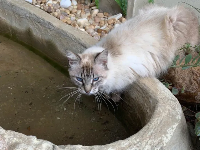 Gato ra a SRD-ViraLata idade 2 anos nome Tom rom