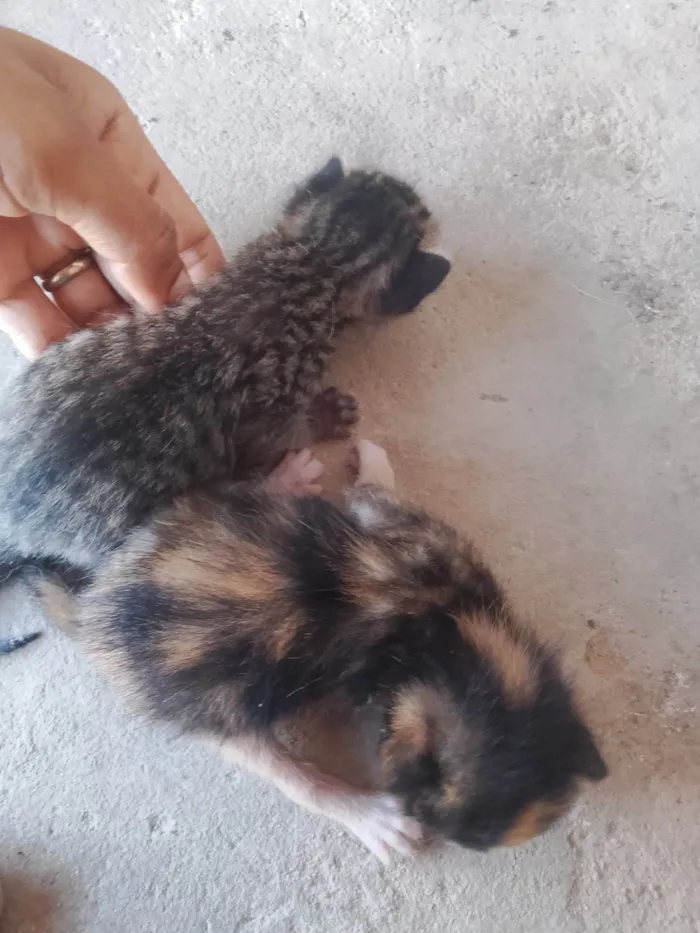 Gato ra a SRD-ViraLata idade Abaixo de 2 meses nome ELIANE FARIAS DA CONCEICAO