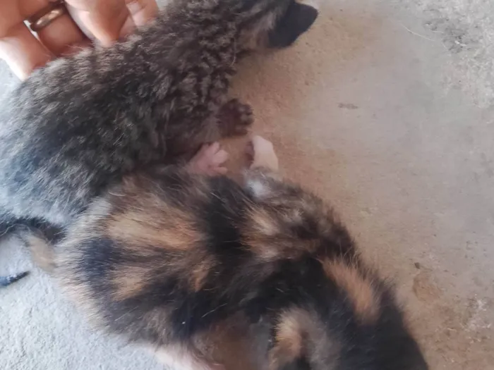 Gato ra a SRD-ViraLata idade Abaixo de 2 meses nome ELIANE FARIAS DA CONCEICAO