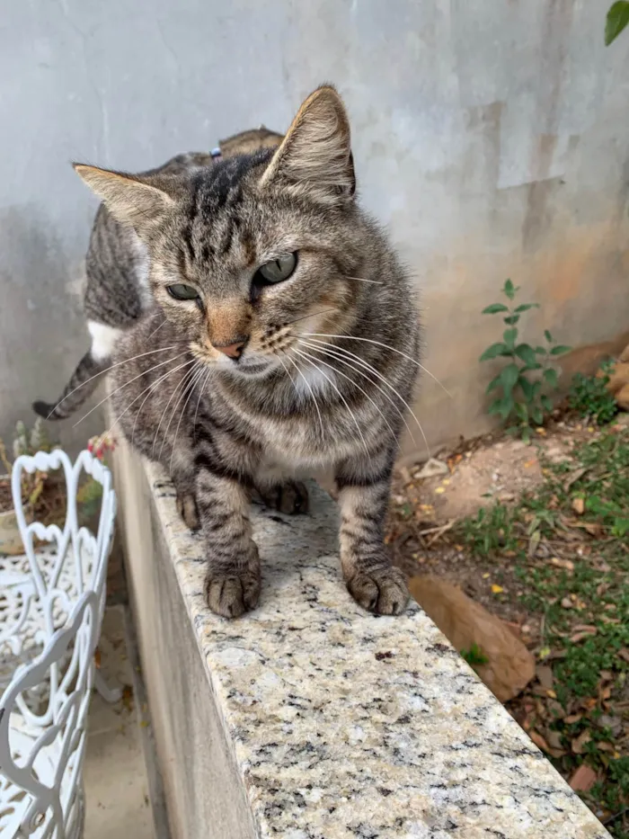 Gato ra a SRD-ViraLata idade 2 anos nome Fofinha