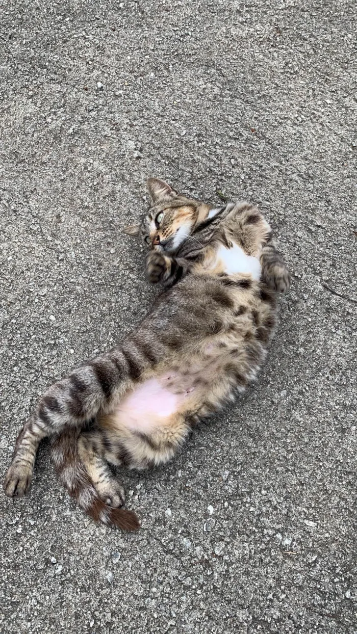 Gato ra a SRD-ViraLata idade 2 anos nome Fofinha