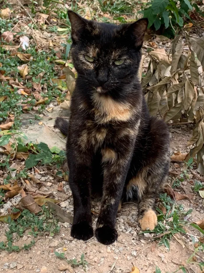 Gato ra a SRD-ViraLata idade 2 anos nome Black eliana