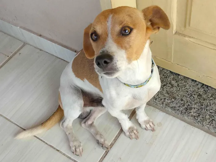 Cachorro ra a Pinscher idade 4 anos nome Paçoca 