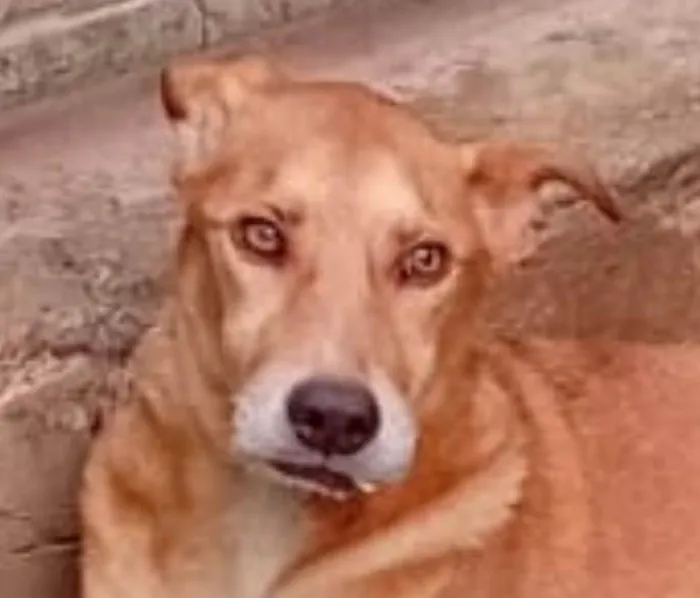 Cachorro ra a SRD-ViraLata idade 1 ano nome Caramelo 
