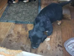 Cachorro raça SRD-ViraLata idade Abaixo de 2 meses nome Ainda sem nome 