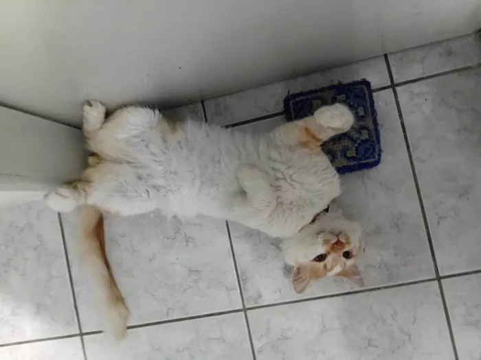 Gato ra a SRD-ViraLata idade 1 ano nome Jackson