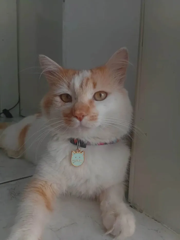 Gato ra a SRD-ViraLata idade 1 ano nome Jackson