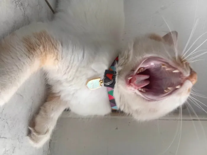 Gato ra a SRD-ViraLata idade 1 ano nome Jackson