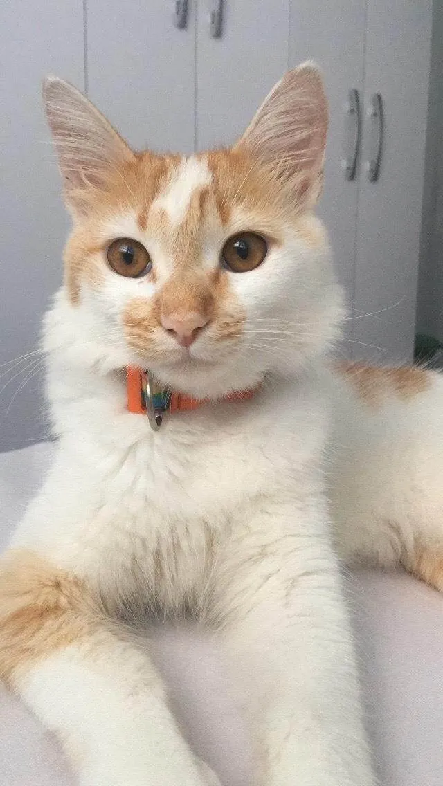 Gato ra a SRD-ViraLata idade 1 ano nome Jackson