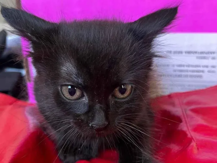 Gato ra a SRD-ViraLata idade Abaixo de 2 meses nome Gatinhos