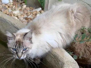 Gato raça SRD-ViraLata idade 2 anos nome Tom rom