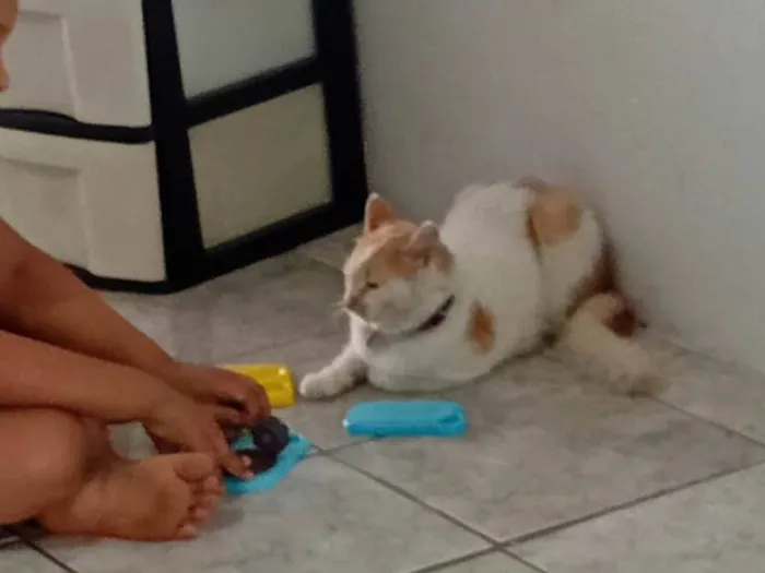 Gato ra a SRD-ViraLata idade 1 ano nome Jackson