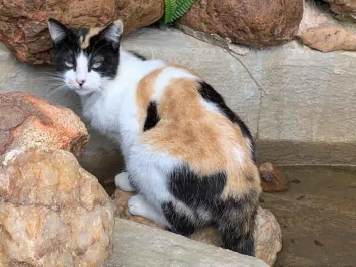 Gato ra a SRD-ViraLata idade 2 anos nome Apoline