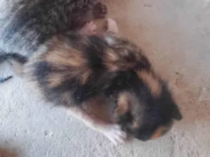 Gato raça SRD-ViraLata idade Abaixo de 2 meses nome ELIANE FARIAS DA CONCEICAO