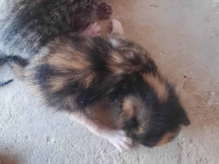 Gato ra a SRD-ViraLata idade Abaixo de 2 meses nome ELIANE FARIAS DA CONCEICAO