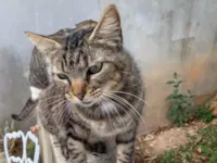 Gato ra a SRD-ViraLata idade 2 anos nome Fofinha