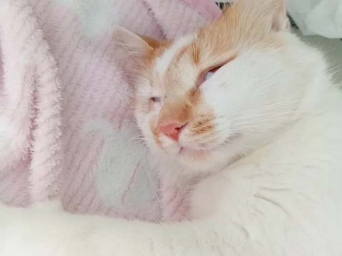 Gato ra a SRD-ViraLata idade 1 ano nome Jackson