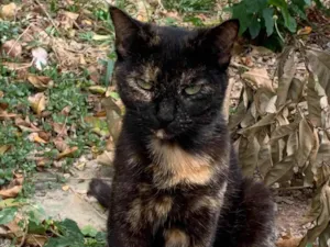 Gato raça SRD-ViraLata idade 2 anos nome Black eliana