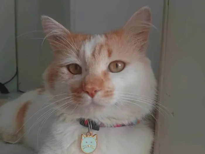 Gato ra a SRD-ViraLata idade 1 ano nome Jackson