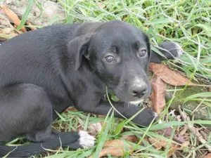Cachorro ra a SRD-ViraLata idade 2 a 6 meses nome BYONCE