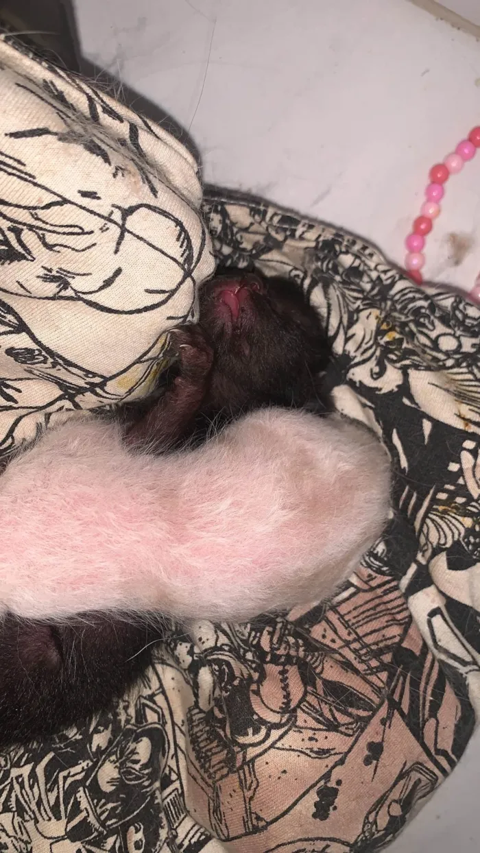 Gato ra a SRD-ViraLata idade Abaixo de 2 meses nome Pretinho(a) e branquinho(a)