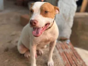 Cachorro raça Pit-Bull idade 2 anos nome Thor