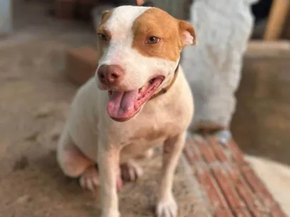 Cachorro raça Pit-Bull idade 2 anos nome Thor