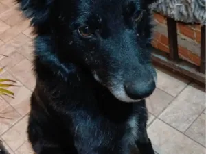 Cachorro raça SRD-ViraLata idade 2 a 6 meses nome Marley