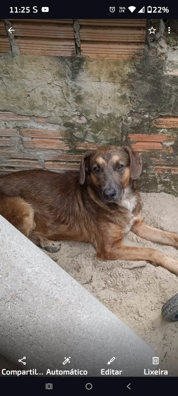 Cachorro ra a SRD-ViraLata idade 2 anos nome Biscoito 