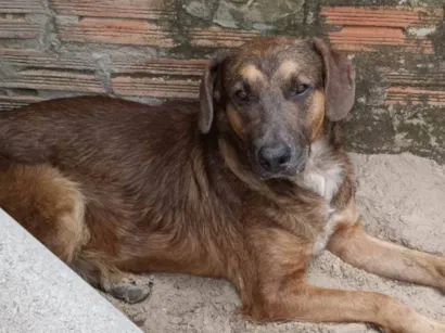 Cachorro raça SRD-ViraLata idade 2 anos nome Biscoito 