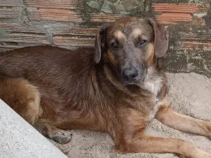 Cachorro ra a SRD-ViraLata idade 2 anos nome Biscoito 