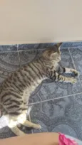 Gato ra a SRD-ViraLata idade 2 a 6 meses nome Tigrinho 