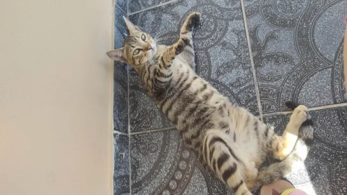 Gato ra a SRD-ViraLata idade 2 a 6 meses nome Tigrinho 
